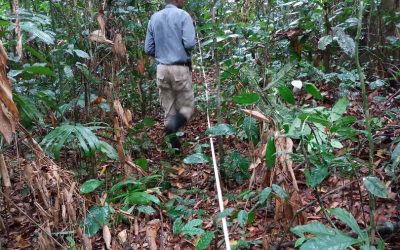Johnson Uyulu, researcher at the Lomami BonDiv site (in collaboration with the Frankfurt Zoological Society), conducting research in a vegetation plot.