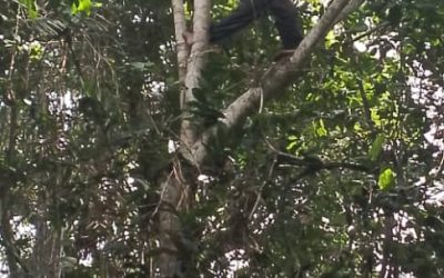 The LacTumba field team (in collaboration with WWF-DRC and CREF) looking for bonobo hair in a bonobo nest, high in a tree.